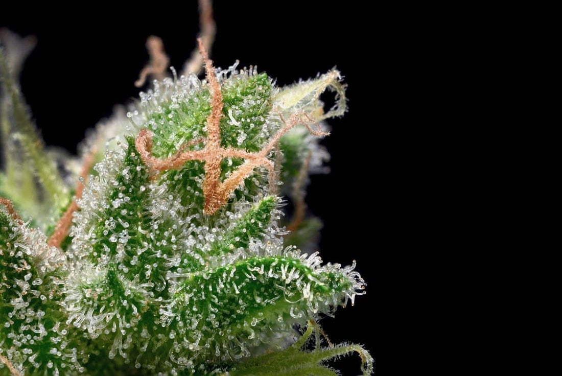 Mold And Powdery Mildew Vs Trichomes - Premium Cultivars