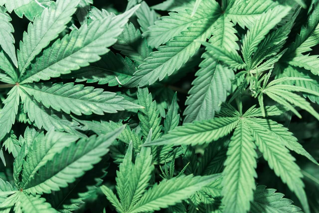 Molybdenum Deficiency in Cannabis - Premium Cultivars