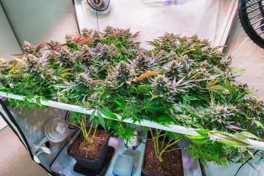 Monster Cropping Cannabis Plants - Premium Cultivars