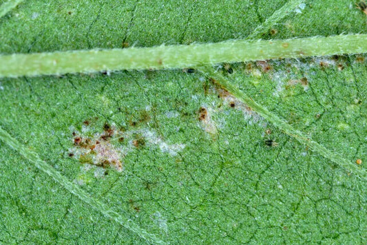 Russet Mites on Cannabis - Premium Cultivars
