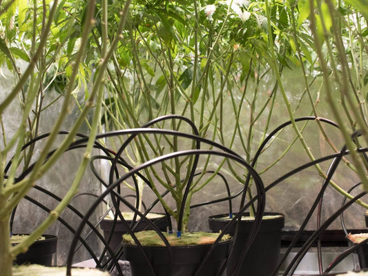 Set Up Automatic Watering for Cannabis Plants - Premium Cultivars