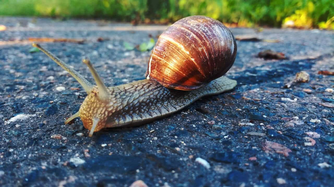 Slugs and Snails on Cannabis Plants - Premium Cultivars