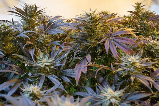SOG vs SCROG - A Comparison - Premium Cultivars
