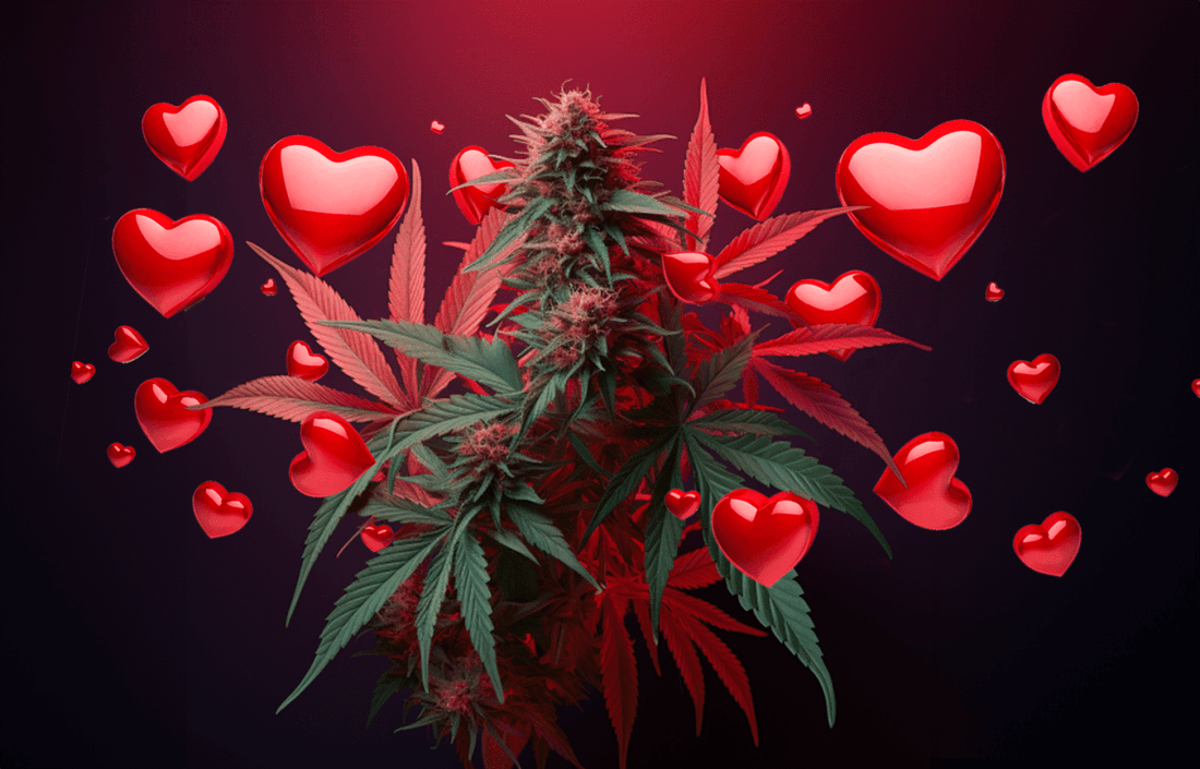 SURVEY REPORT: The Relationship Between Cannabis Use and Sexual Experience - Premium Cultivars