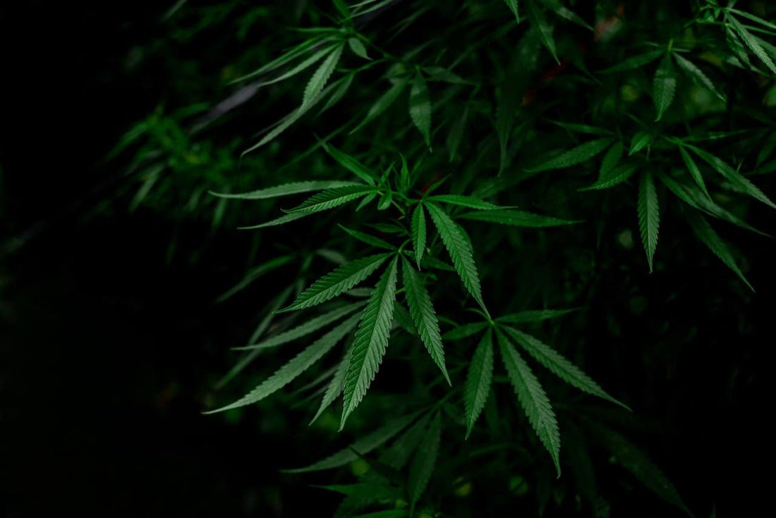 The Basics of Light Dep Weed - Premium Cultivars