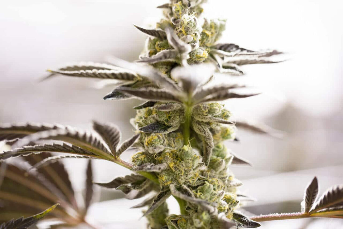 The Best Place to Grow Cannabis at Home - Premium Cultivars