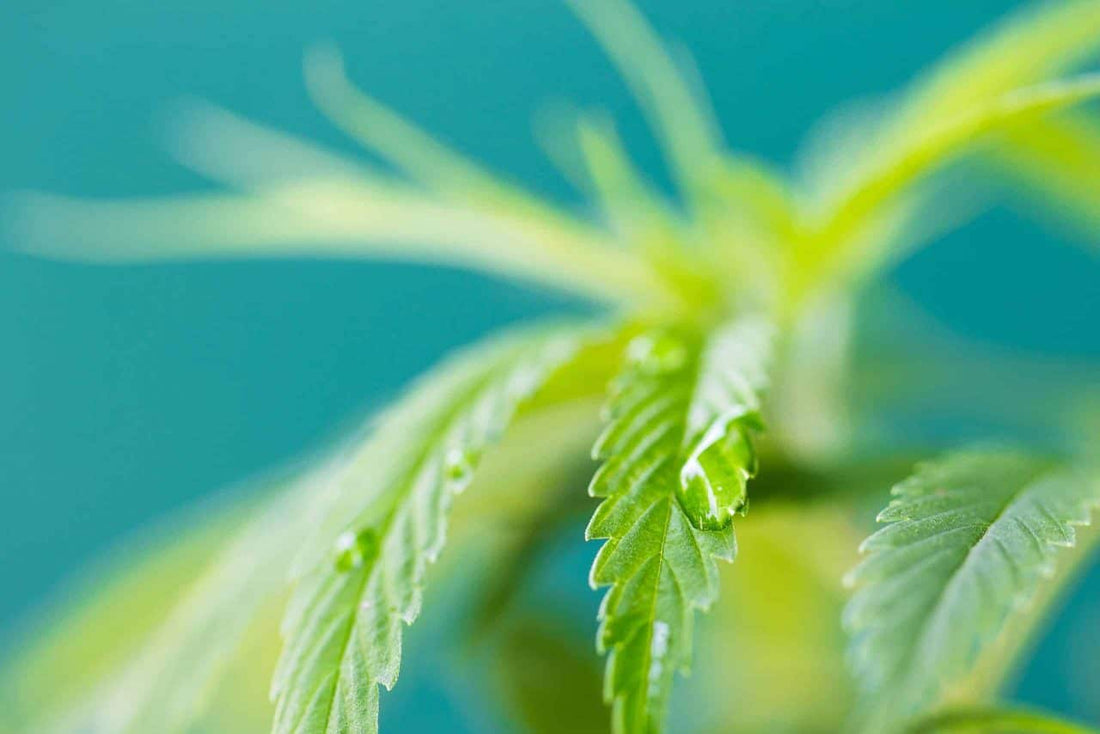 The Best Water For Cannabis Plants (pH, PPM And Temperature) - Premium Cultivars