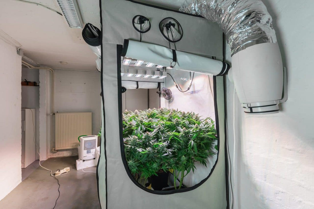 The Complete Guide to Cannabis Grow Tents - Premium Cultivars