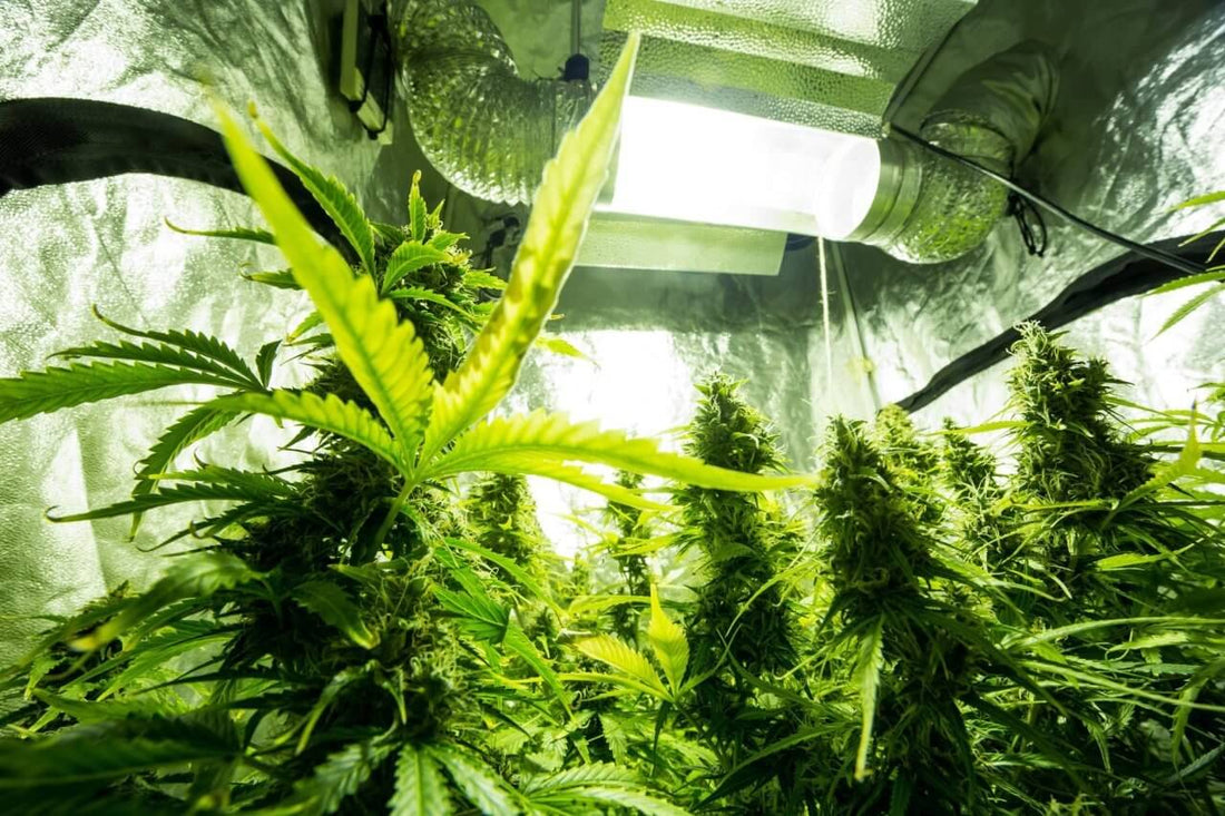 The Ideal Light Cycle for Cannabis At Different Growth Stages - Premium Cultivars