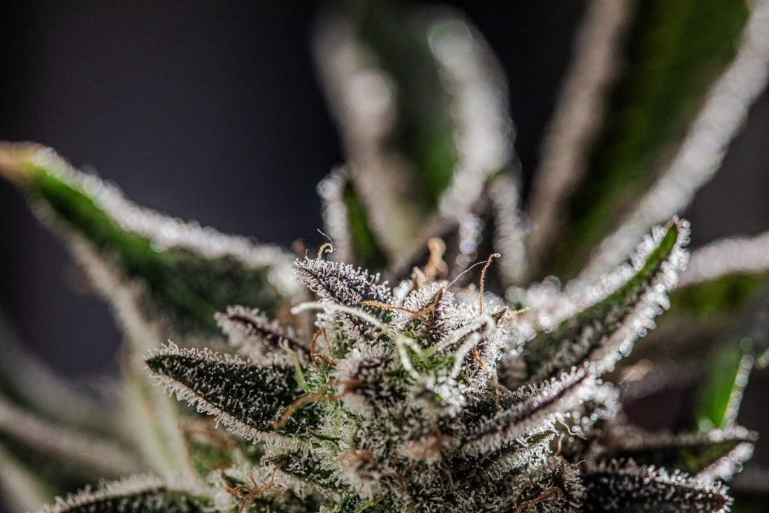 The Importance of Cannabis Pistils - Premium Cultivars
