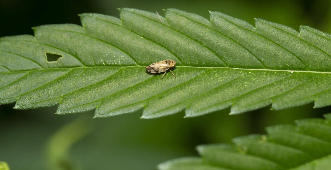 The Most Common Cannabis Pests and Bugs on Cannabis - Premium Cultivars