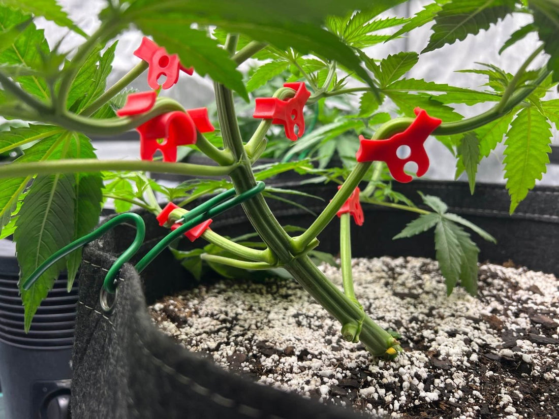 The Simplest Cannabis Training Guide You'll Find Online - Great for Beginners! - Premium Cultivars