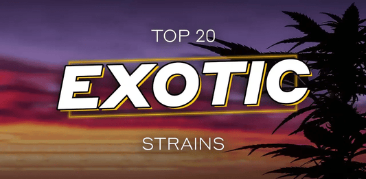 The Top 20 Best Cannabis Strains you Need to Grow - Top Exotic Strains 2022 - Premium Cultivars