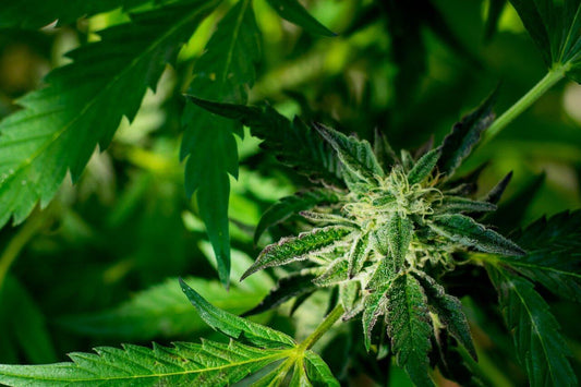 The Ultimate Fimming Guide - Premium Cultivars