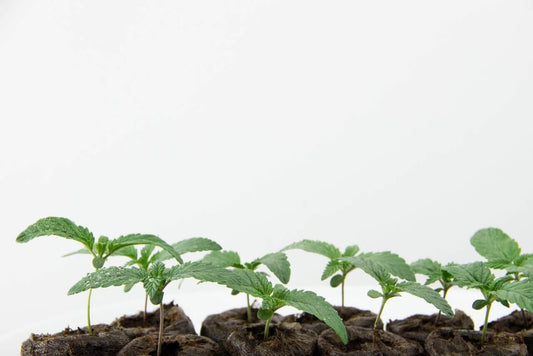 Top 10 Best Autoflower Strains - Premium Cultivars