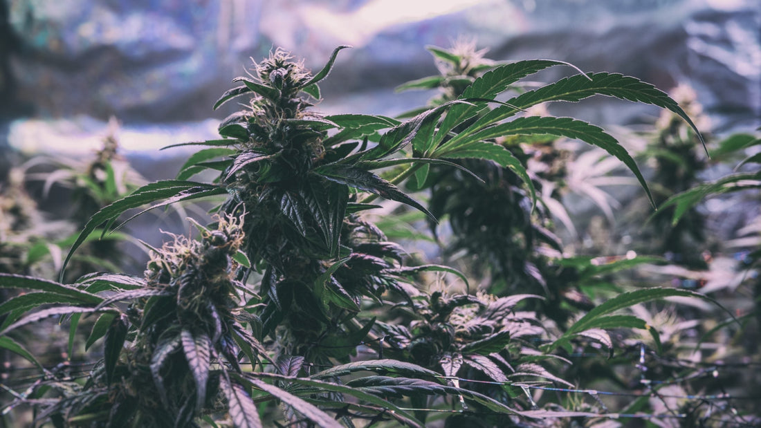 Top 10 Heartbreaks You Can Experience When Growing Weed - Premium Cultivars