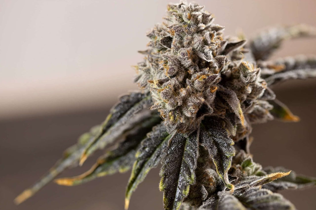 Top 5 Reasons to Grow F1 Weed Seeds - Premium Cultivars