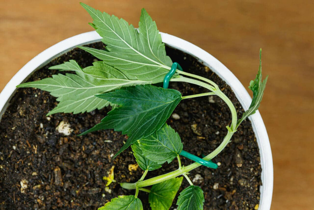 Ultimate Guide to High Stress Training - Premium Cultivars