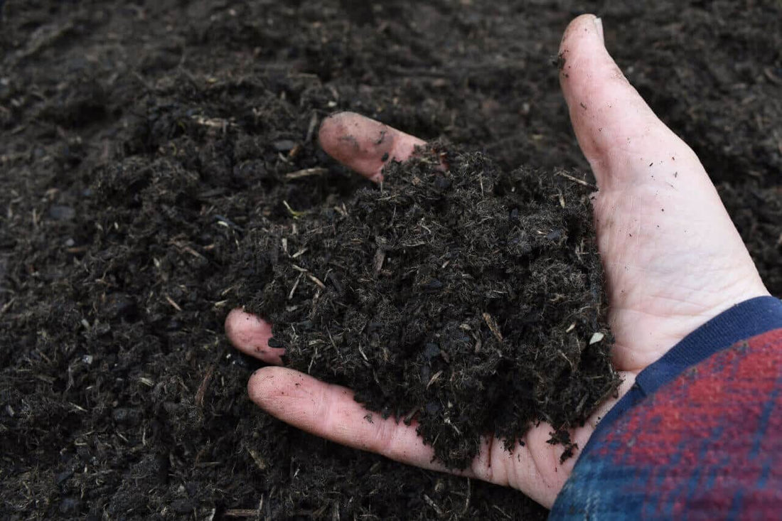 Using Biochar for Growing Cannabis - Premium Cultivars