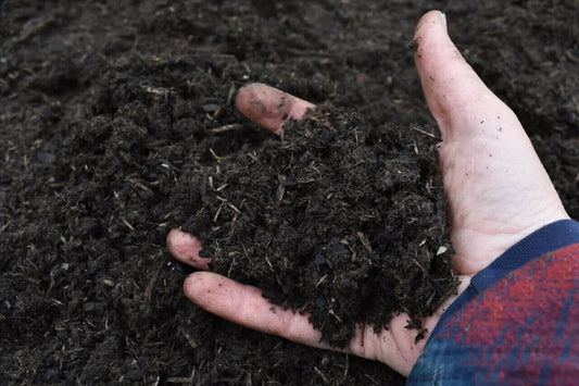 Using Biochar for Growing Cannabis - Premium Cultivars
