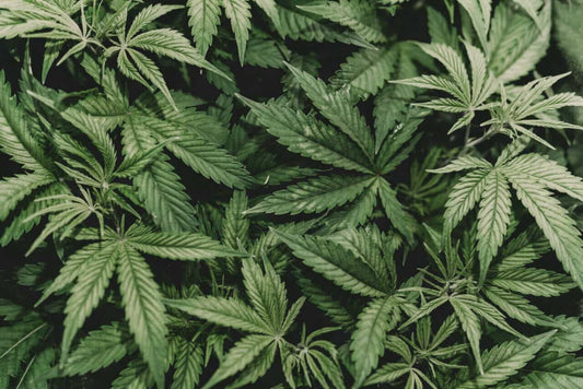 Using Veganics to Grow Cannabis - Premium Cultivars