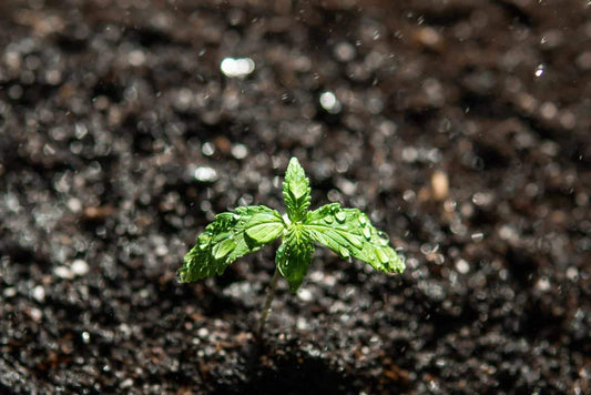 Using Worm Castings as Cannabis Fertilizer - Premium Cultivars