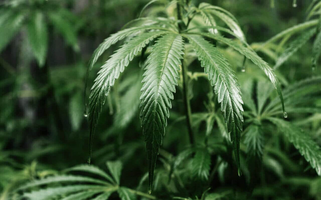 What Are Landrace Strains? - Premium Cultivars