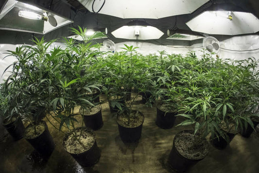 What Are PPFD, PAR, Lumens and Foot Candle for Growing Cannabis? - Premium Cultivars