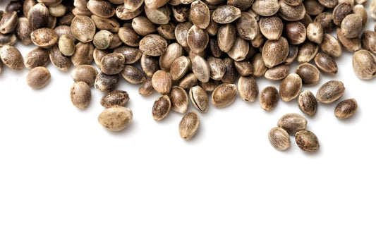 What do Cannabis Seeds Look Like? - How to Tell If Seeds Are Good or Bad - Premium Cultivars