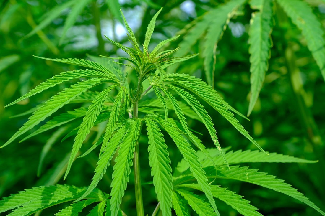 What Does A Hemp Plant Look Like? - Premium Cultivars