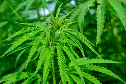 What Does A Hemp Plant Look Like? - Premium Cultivars