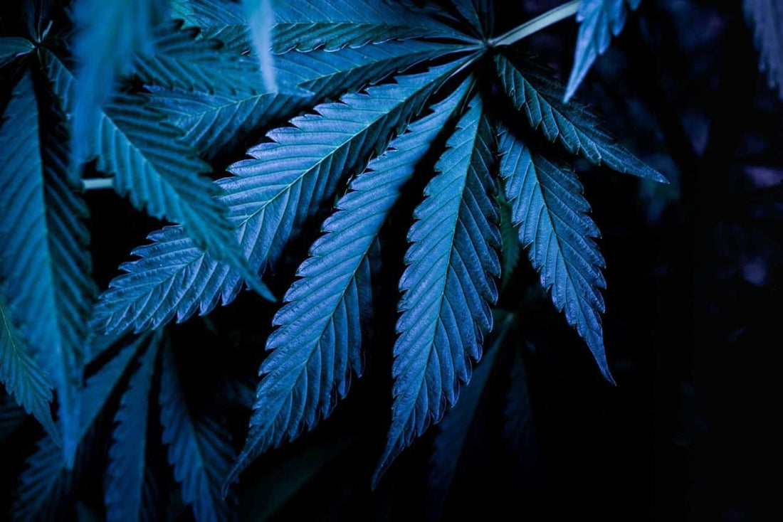 What Is Blue Cannabis? - Premium Cultivars