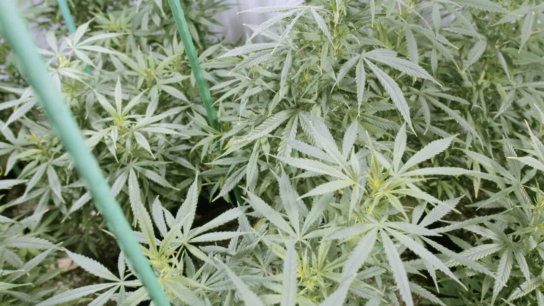 What is Fertigation and is it Good for Growing Cannabis? - Premium Cultivars