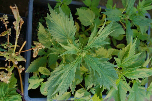 What is The Duck foot Strain? - Premium Cultivars