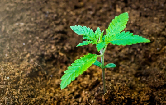 What's the Best Medium for Growing Cannabis? Coco vs Soil - Premium Cultivars