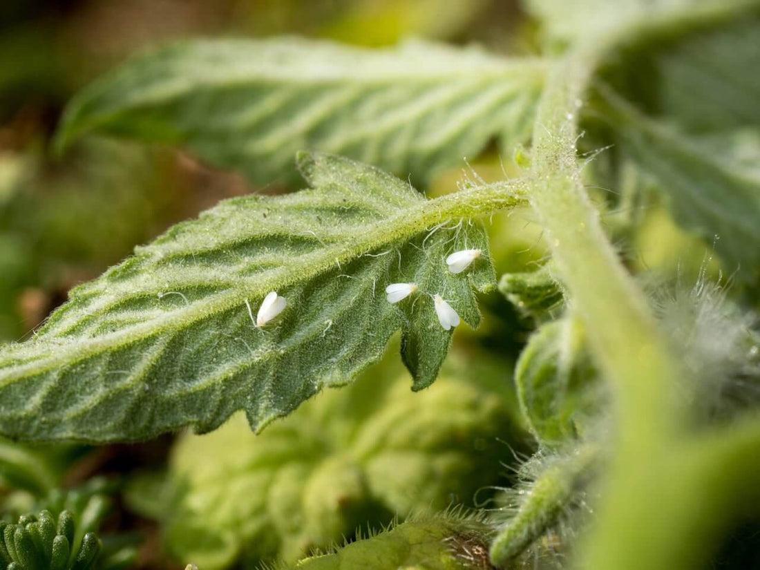 White Flies on Cannabis During Flowering - Premium Cultivars