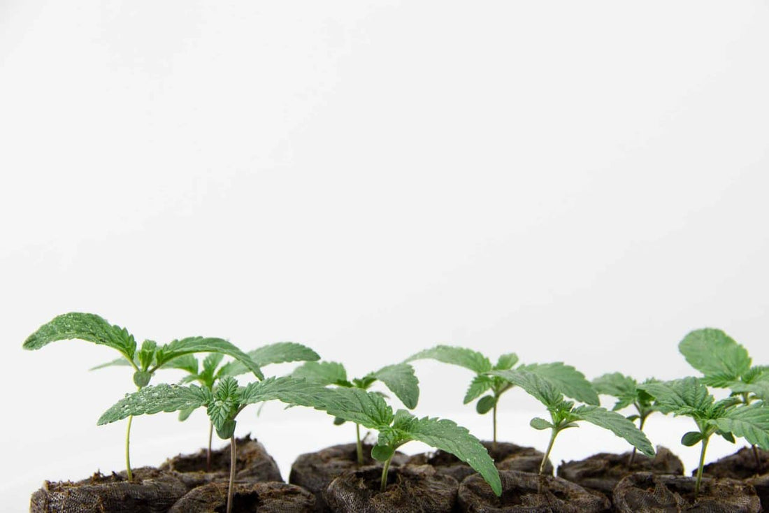 Why Are My Seedlings Growing So Slow? - Premium Cultivars