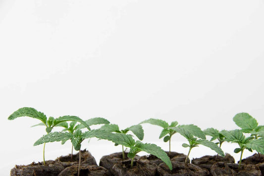 Why Are My Seedlings Growing So Slow? - Premium Cultivars