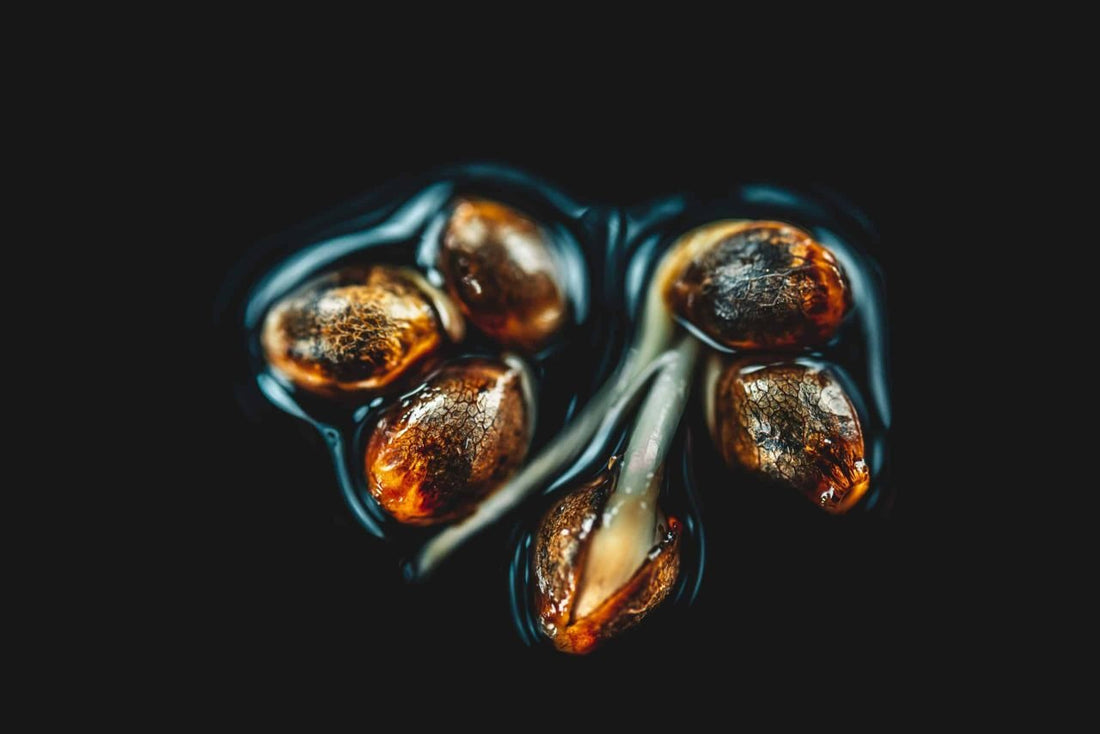 Why Beginners Should Grow Autoflower Seeds - Premium Cultivars