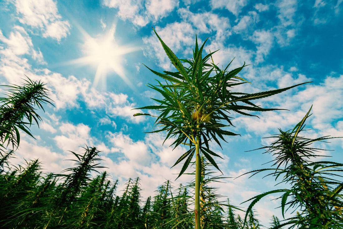 Why is my Cannabis Plant Growing Tall and Skinny? Preventing Cannabis Stretchy Stems - Premium Cultivars