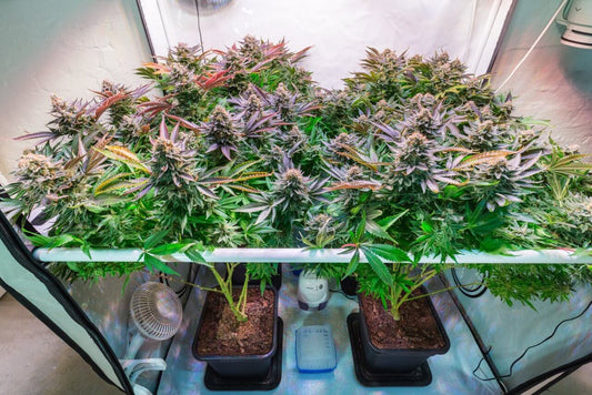 Your Trusted Guide to Lollipopping Cannabis - Premium Cultivars