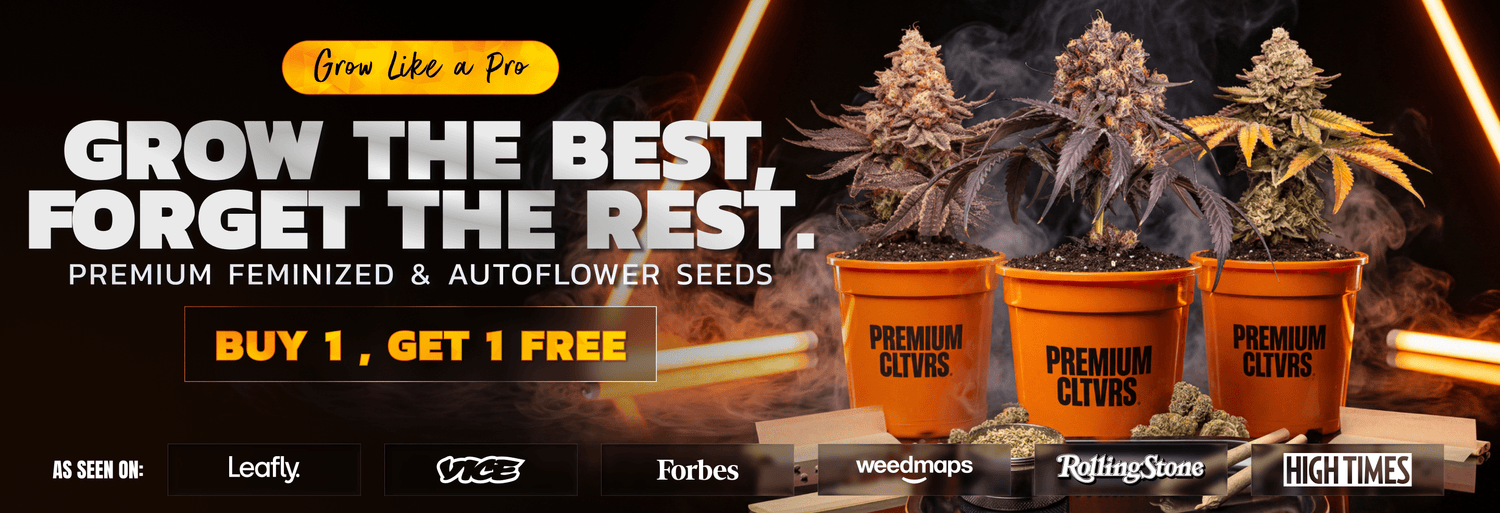 All Seed Buy One Get One Free Offer - Premium Cultivars