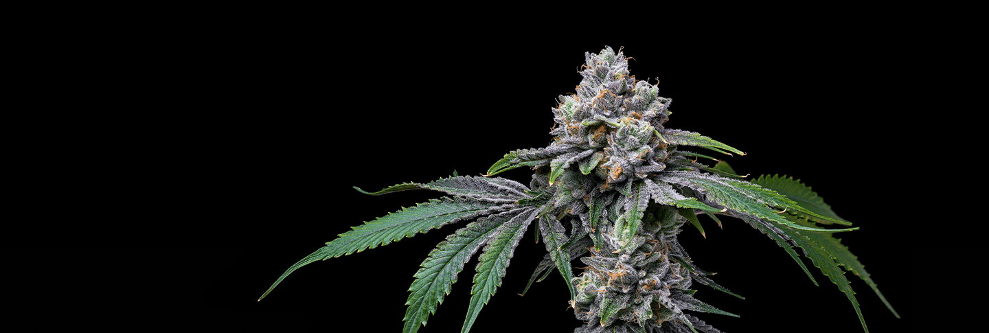 Autoflower Seeds - Premium Cultivars