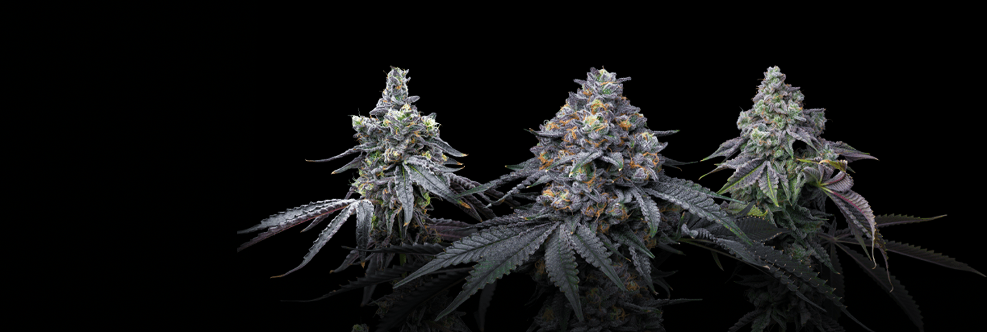 Best Sellers - Premium Cultivars