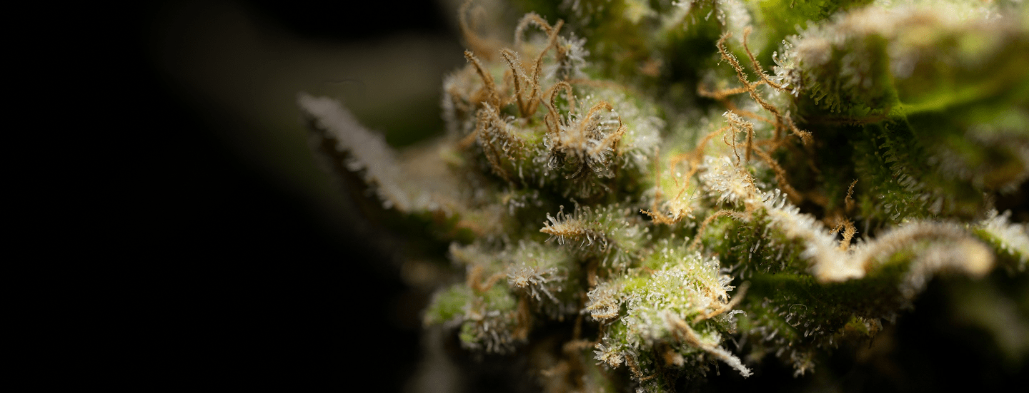 Budget Flower - Premium Cultivars