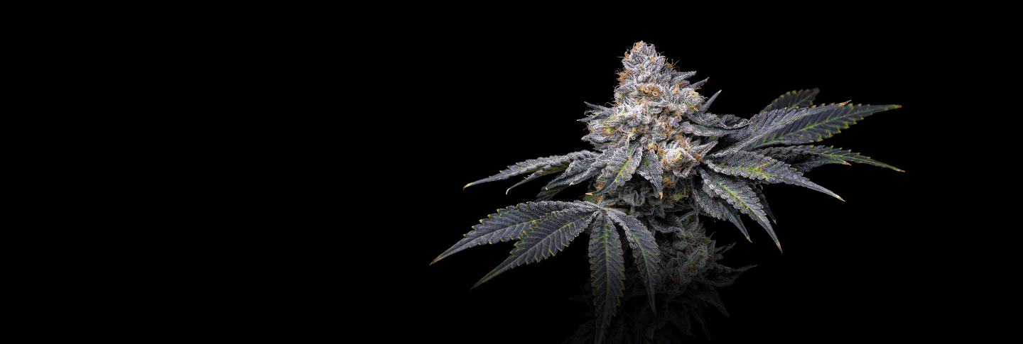 Feminized Seeds - Premium Cultivars