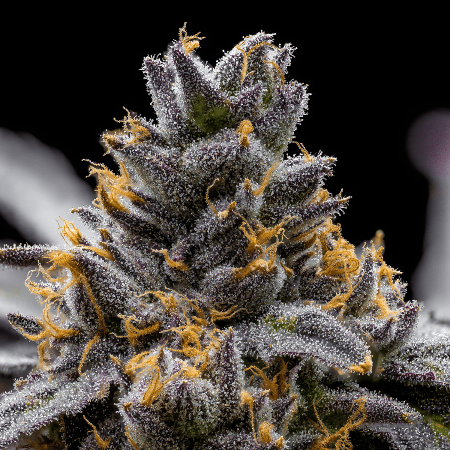 Indica Seeds - Premium Cultivars