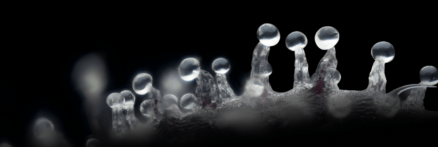 Latest Seeds - Premium Cultivars