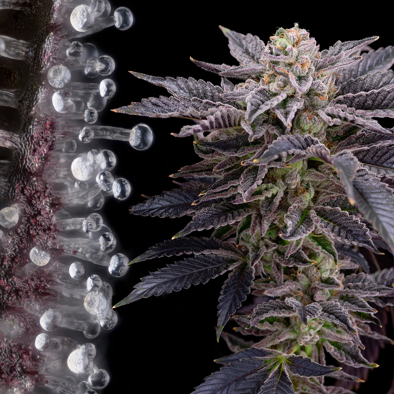 Sativa Seeds - Premium Cultivars