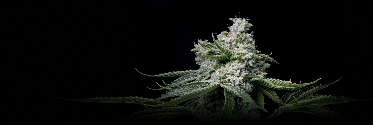 Strains Under $12 / seed - Premium Cultivars